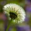 Pusteblume