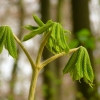 Kastanienbaumblätter