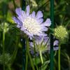 Blüte