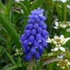 Traubenhyazinthe