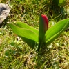 Tulpe