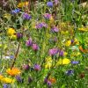 Blumenwiese