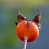 Hagebutte einer Rose