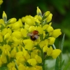 Moorhummel