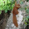 Eichhörnchen