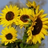 Sonnenblumen