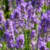 Lavendel