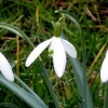 Schneeglöckchen