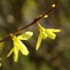 Forsythien