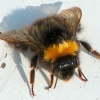 Hummel