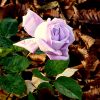 Letzte blaue Rose