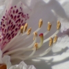 Rhododendron