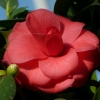 Camelia
