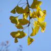 Ginkgo