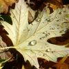 Blatt mit Regentropfen