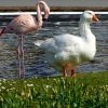 Gans und Flamingo