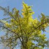 Ginkgo