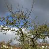 Apfelbäume  Vor spannendem Himmel