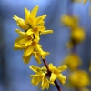 Forsythien