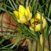 Krokusse mit Biene