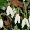 Schneeglöckchen