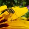 Schwebfliege