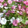 Hibiskus