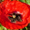 Mohn