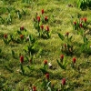Tulpenwiese