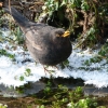 Amsel