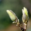 Magnolienknospen