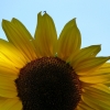 Sonnenblume