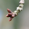 Knospen