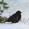 Amsel
