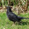 Amsel
