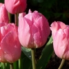Tulpen