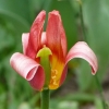 Tulpe