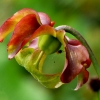 Sarracenia