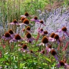 Echinacea