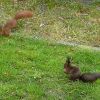 Zwei Eichhörnchen auf unserer Wiese
