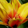 Tulpe