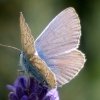 Bläuling