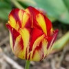 Tulpe