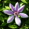 Clematis