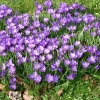 Krokusse