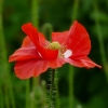 Mohn