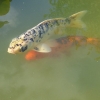 Koi