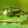 Frosch