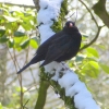 Amsel