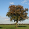 Baum